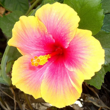 Hibiscus Seeds – Tropical Yellow Pink