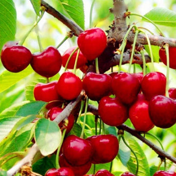 Cherry Seeds - Dwarf