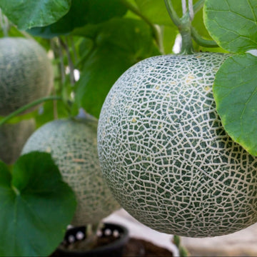 Cantaloupe Seeds - Tuscan