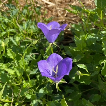 Bellflower Seeds – Tussock