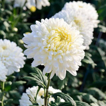 Chrysanthemum Seeds – White