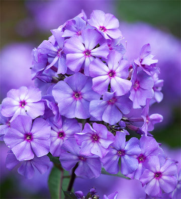 Garden Phlox Seeds – Perennial Mix