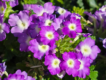 Moss Verbena Seeds – Purple