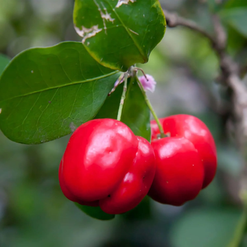 Cherry Seeds – Barbados