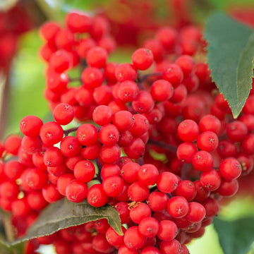 Elderberry Seeds – Red