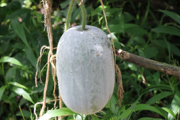 Wax Gourd Seeds – Heirloom