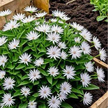 Xeranthemum Seeds – Annuum