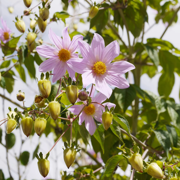 Dahlia Seeds – Imperialis