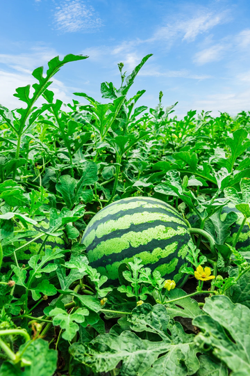 Watermelon Seeds – Tendersweet Orange
