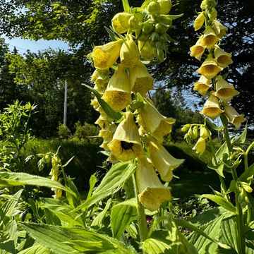 Yellow Foxglove Seeds – Perennial