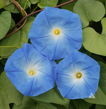 Morning Glory Seeds – Heavenly Blue