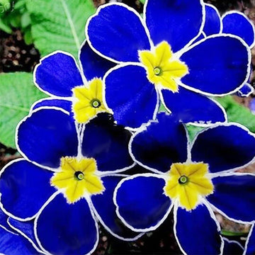 Blue Evening Primrose Seeds – Hardy Perennial