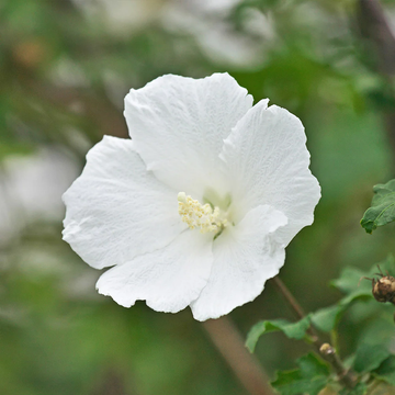 Rose of Sharon Seeds – White