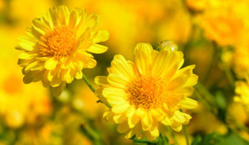 Chrysanthemum Indicum Seeds – Hardy Perennial Blooms