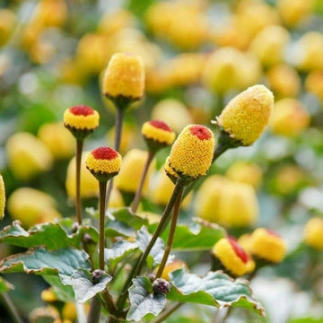 Acmella Oleracea Seeds – Toothache Plant