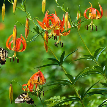 Lily Seeds – Turk’s Cap