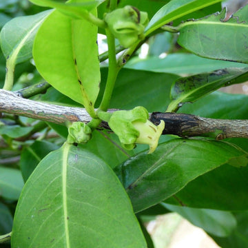 Black Sapote Seeds – Unique
