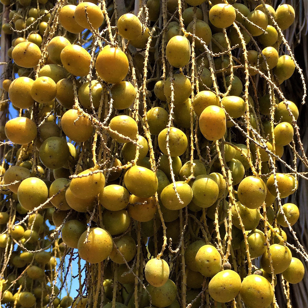 Brahea Armata Seeds