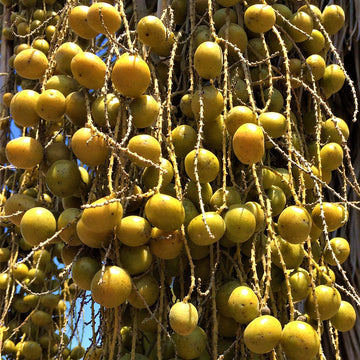 Brahea Armata Seeds