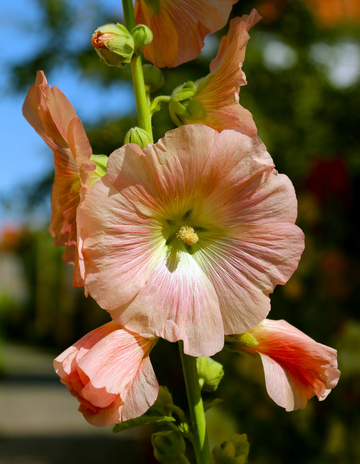 Hollyhock Seeds – Peach