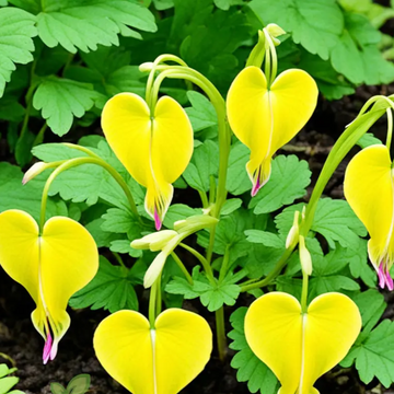 Dicentra Spectabilis Seeds – Yellow Bleeding Heart