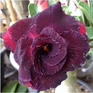 Desert Rose Seeds - Black Red