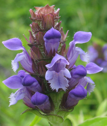 Prunella Vulgaris Seeds – Common Self Heal