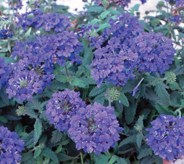 Verbena Seeds – Blue Lagoon