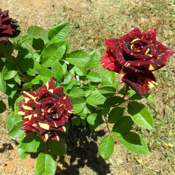 Rose Seeds – Abracadabra