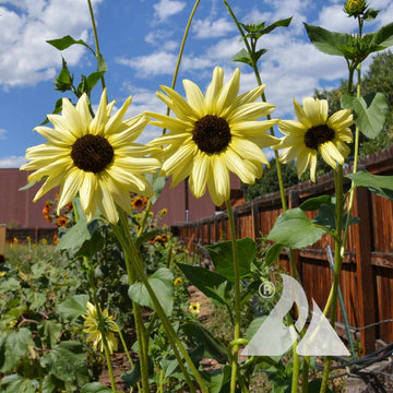 Sunflower Seeds – Ice (Helianthus Annuus)