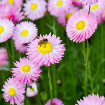 Paper Daisy Seeds – Drought Tolerant, Long-Lasting Blooms