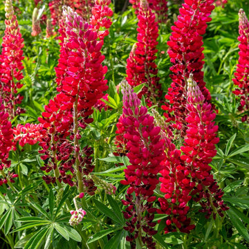 Lupine Seeds - Red Wild