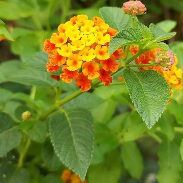 Lantana Seeds – Urticoides