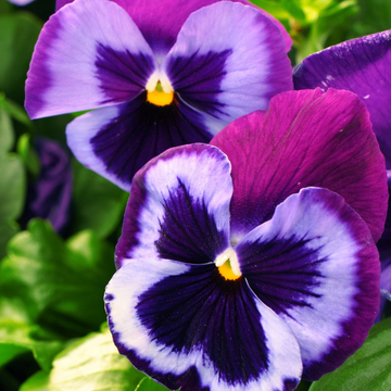 Pansy Seeds – Majestic Giant Blue Jeans