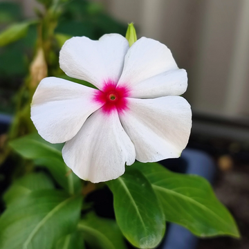 Periwinkle Seeds – Bright Eyes