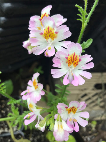 Schizanthus Seeds – Poor Man's Orchid
