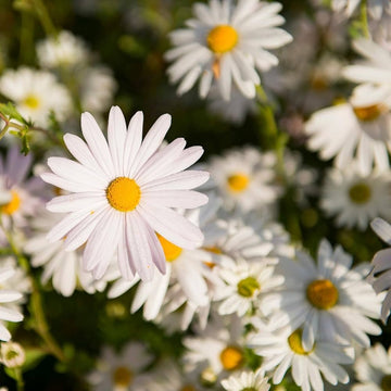 Shasta Daisy Seeds – Perennial