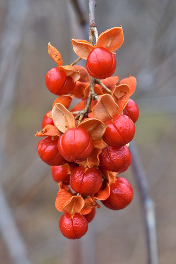 Celastrus Scandens Seeds – American Bittersweet