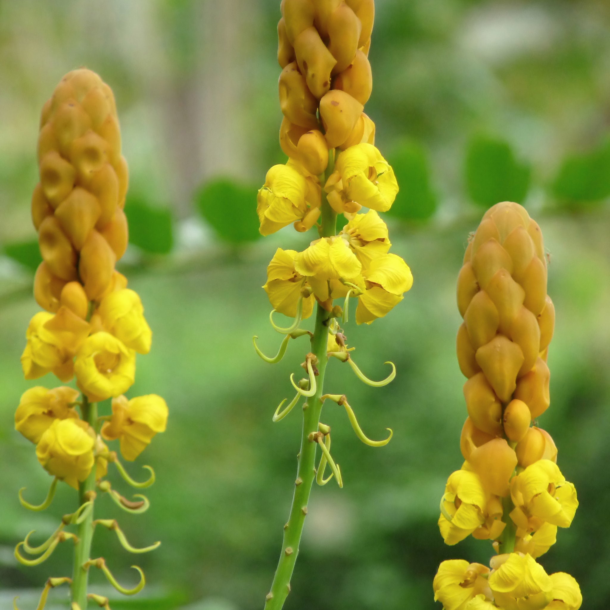 Senna Seeds – Alata