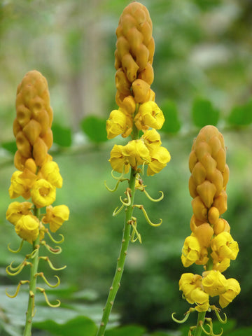 Senna Seeds – Alata