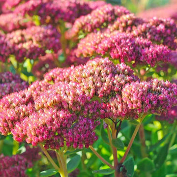 Sedum Seeds – Emperor’s Wave
