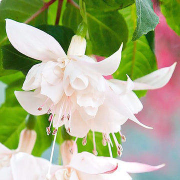Fuchsia Seeds – White