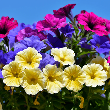 Petunia Seeds