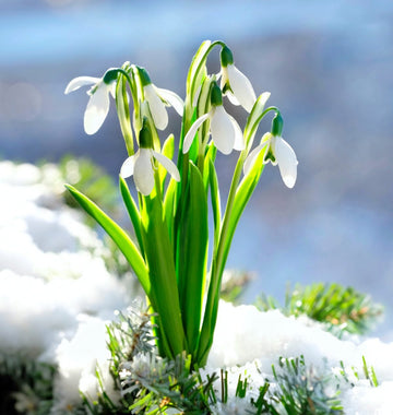 Snowdrop Seeds – Early Blooming