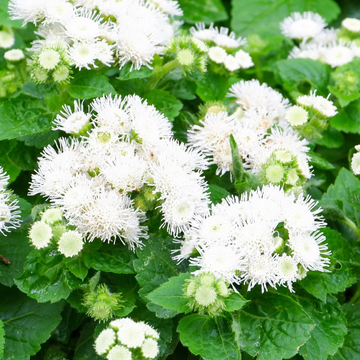 Ageratum Seeds - White