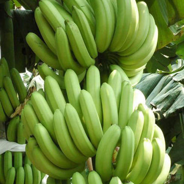 Banana Seeds