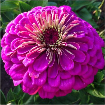 Zinnia Seeds – Violet Queen Heirloom