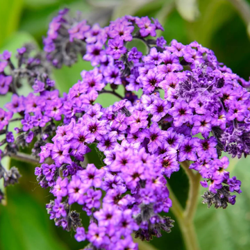 Heliotrope Seeds – Marine