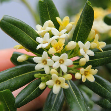 Pittosporum Seeds – Tobira