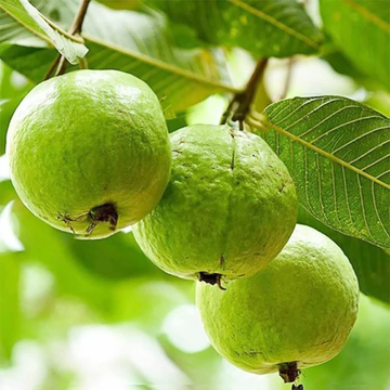 Guava Seeds – Red Psidium Guajava